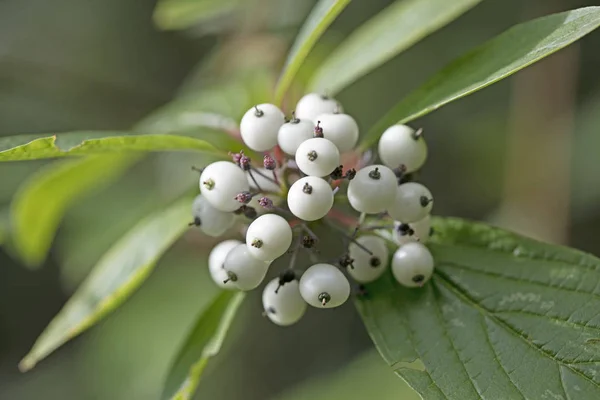 Vahşi orman meyve botanik kimlik makro arka plan güzel sanat yüksek kaliteli baskılar ürünler 50 megapiksel Cornus sinicera aile Cornaceae