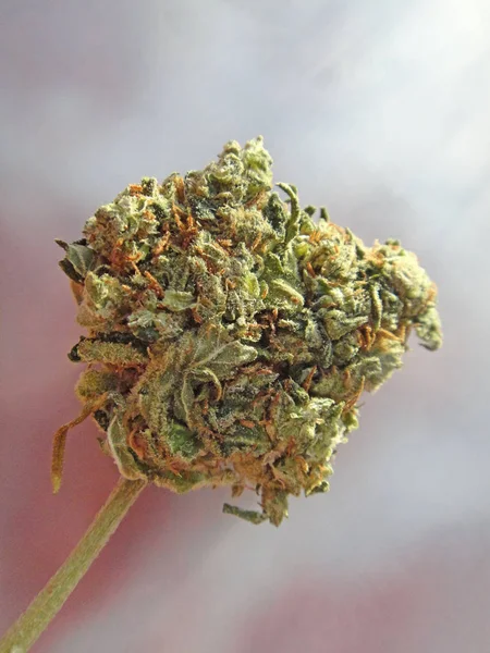 Cannabis médico bud Lemon neblina macro fundo arte fina em alta qualidade imprime produtos cinquenta megapixels — Fotografia de Stock