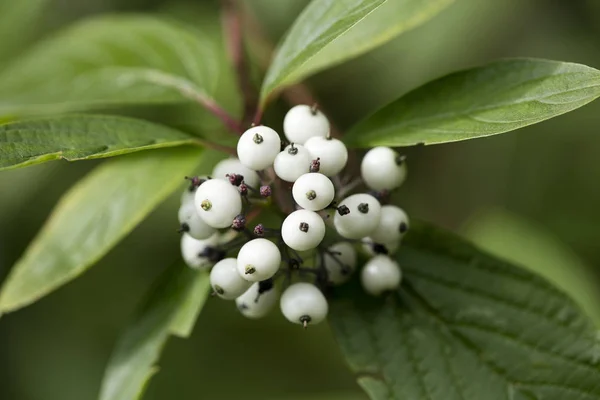 Floresta selvagem frutas identidade botânica macro fundo arte fina em alta qualidade imprime produtos cinquenta megapixels Cornus sinicera família Cornaceae — Fotografia de Stock