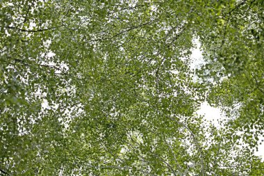 Ağaçlar vs gökyüzü vahşi orman Lake Brombachsee arka plan güzel sanat yüksek kaliteli baskılar ürünler 50 megapiksel Absberg