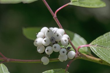 Vahşi orman meyve botanik kimlik makro arka plan güzel sanat yüksek kaliteli baskılar ürünler 50 megapiksel Cornus sinicera aile Cornaceae