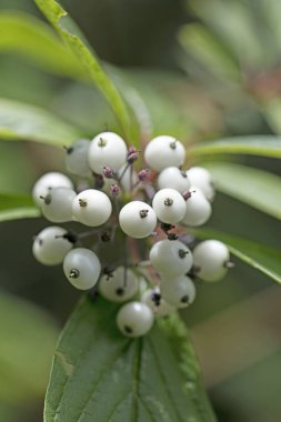 Vahşi orman meyve botanik kimlik makro arka plan güzel sanat yüksek kaliteli baskılar ürünler 50 megapiksel Cornus sinicera aile Cornaceae