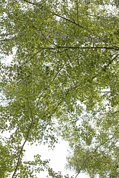 Árboles vs cielo en bosque salvaje Lago Brombachsee fondo bellas artes en alta calidad productos impresos cincuenta megapíxeles Absberg — Foto de Stock
