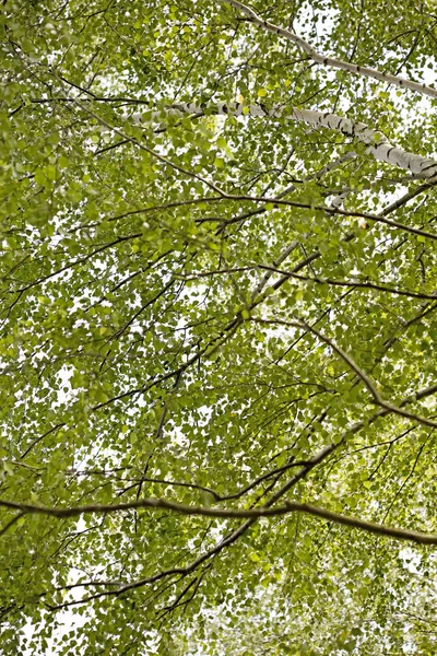 Ağaçlar vs gökyüzü vahşi orman Lake Brombachsee arka plan güzel sanat yüksek kaliteli baskılar ürünler 50 megapiksel Absberg