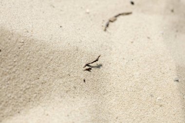 Plaj kum makro arka plan güzel sanat yüksek kaliteli baskılar ürünler 50 megapiksel