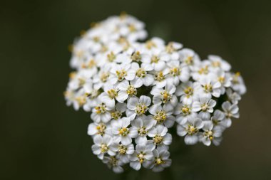 Çiçek Achillea millefolium aile compasitae makro arka plan güzel sanatlar yüksek kaliteli baskılar ürünleri elli megapiksel