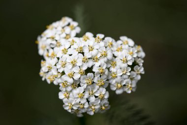 Çiçek Achillea millefolium aile compasitae makro arka plan güzel sanatlar yüksek kaliteli baskılar ürünleri elli megapiksel