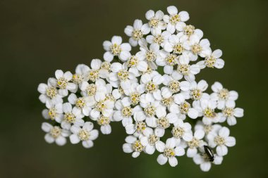 Çiçek Achillea millefolium aile compasitae makro arka plan güzel sanatlar yüksek kaliteli baskılar ürünleri elli megapiksel
