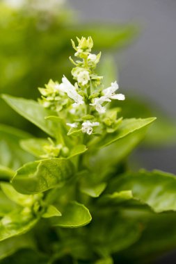 Çiçek açan basilicum makro arka plan güzel sanatlar yüksek kaliteli baskılar ürünleri elli megapiksel