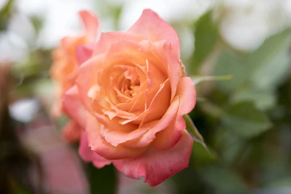 Pink rose macro background fine art in high quality prints products fifty megapixels — Stock Photo, Image