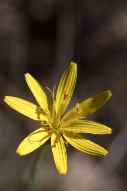 Yabani sarı çiçekler makro Hypochaeris radicata asteraceae elli 