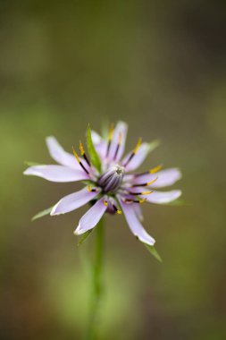 Yabani çiçek makro tragopogon porrifolius asteraceae elli megapi