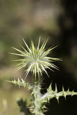 Yabani çiçek makro cirsium vulgare compositae elli megapiksel hayır