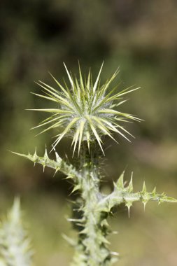 Yabani çiçek makro cirsium vulgare compositae elli megapiksel hayır