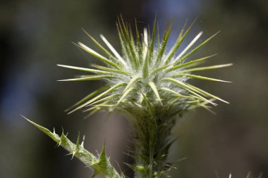 Yabani çiçek makro cirsium vulgare compositae elli megapiksel hayır