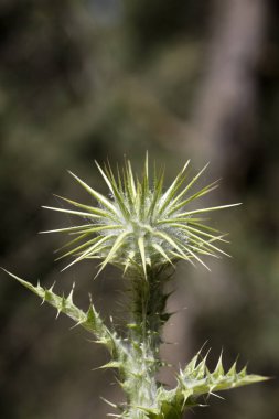 Yabani çiçek makro cirsium vulgare compositae elli megapiksel hayır