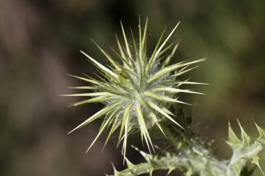 Yabani çiçek makro cirsium vulgare compositae elli megapiksel hayır