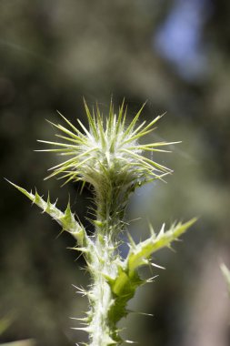 Yabani çiçek makro cirsium vulgare compositae elli megapiksel hayır