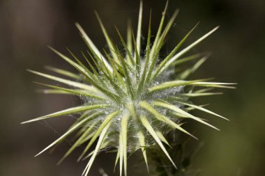 Yabani çiçek makro cirsium vulgare compositae elli megapiksel hayır