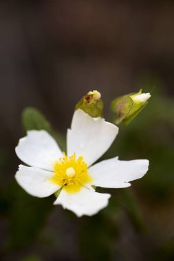 Yabani beyaz çiçekler makro Cistus salvifolius cistaceae elli mega