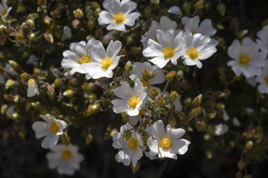 Yabani beyaz çiçekler makro Cistus salvifolius cistaceae elli mega