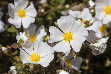 Yabani beyaz çiçekler makro Cistus salvifolius cistaceae elli mega