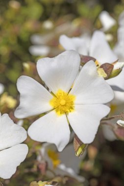 Yabani beyaz çiçekler makro Cistus salvifolius cistaceae elli mega