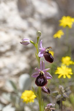 Yabani çiçekler makro ophrys arachnitiformis orchidaceae elli mega