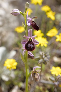 Yabani çiçekler makro ophrys arachnitiformis orchidaceae elli mega
