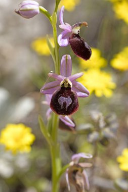 Yabani çiçekler makro ophrys arachnitiformis orchidaceae elli mega