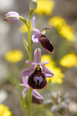 Yabani çiçekler makro ophrys arachnitiformis orchidaceae elli mega