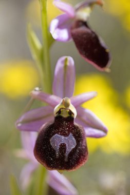 Yabani çiçekler makro ophrys arachnitiformis orchidaceae elli mega