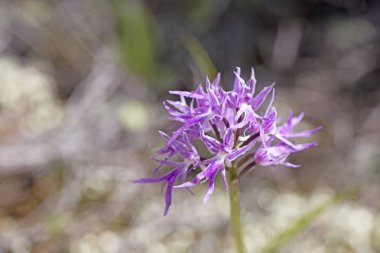 Yabani çiçekler makro ophrys italicum orchidaceae elli megapiksel 