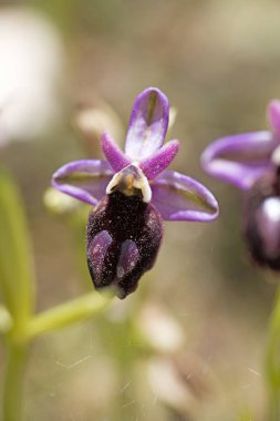 Yabani çiçekler makro ophrys arachnitiformis orchidaceae elli mega