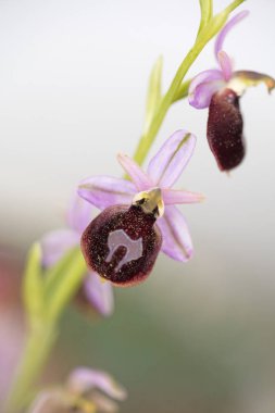 Yabani çiçekler makro ophrys arachnitiformis orchidaceae elli mega
