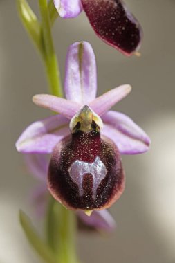 Yabani çiçekler makro ophrys arachnitiformis orchidaceae elli mega