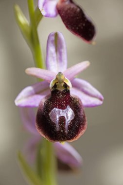 Yabani çiçekler makro ophrys arachnitiformis orchidaceae elli mega
