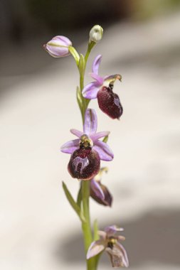 Yabani çiçekler makro ophrys arachnitiformis orchidaceae elli mega