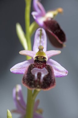 Yabani çiçekler makro ophrys arachnitiformis orchidaceae elli mega