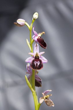 Yabani çiçekler makro ophrys arachnitiformis orchidaceae elli mega