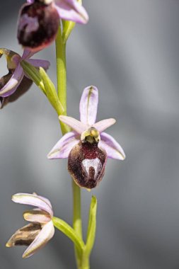 Yabani çiçekler makro ophrys arachnitiformis orchidaceae elli mega