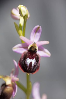 Yabani çiçekler makro ophrys arachnitiformis orchidaceae elli mega