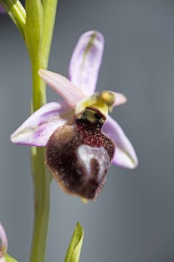 Yabani çiçekler makro ophrys arachnitiformis orchidaceae elli mega