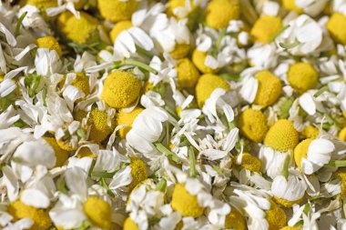 Yabani kesilmiş çiçekler makro matricaria camomilla tıbbi çay aster