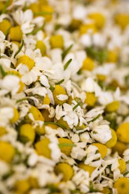 Yabani kesilmiş çiçekler makro matricaria camomilla tıbbi çay aster