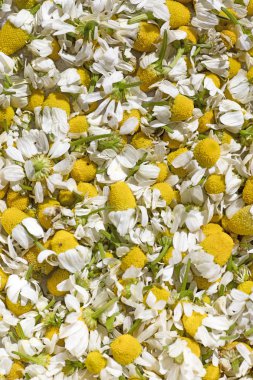Yabani kesilmiş çiçekler makro matricaria camomilla tıbbi çay aster