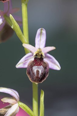 Yabani çiçekler makro ophrys arachnitiformis orchidaceae elli mega