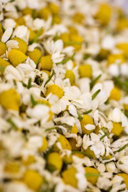 Yabani kesilmiş çiçekler makro matricaria camomilla tıbbi çay aster