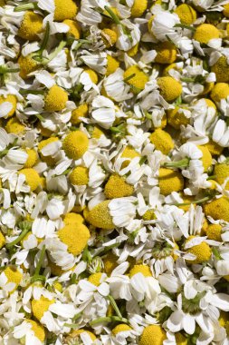 Yabani kesilmiş çiçekler makro matricaria camomilla tıbbi çay aster