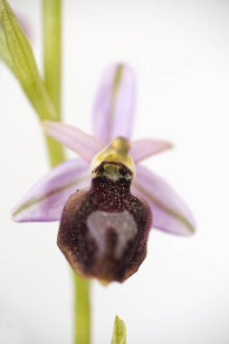Yabani çiçekler makro ophrys arachnitiformis orchidaceae elli mega
